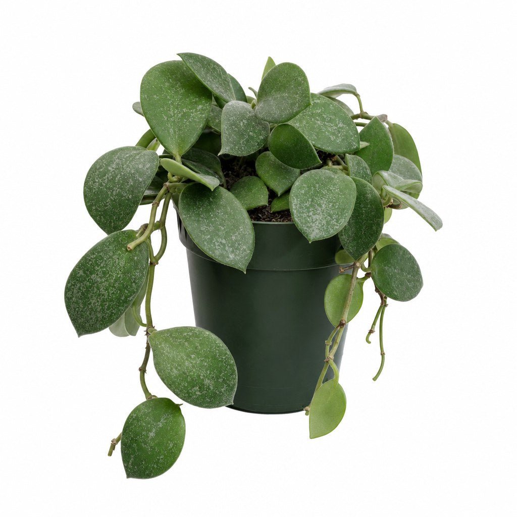 Hoya Crassipetiolata - Live Indoor Plant - live indoor plant - Whats New Furniture Portland OR