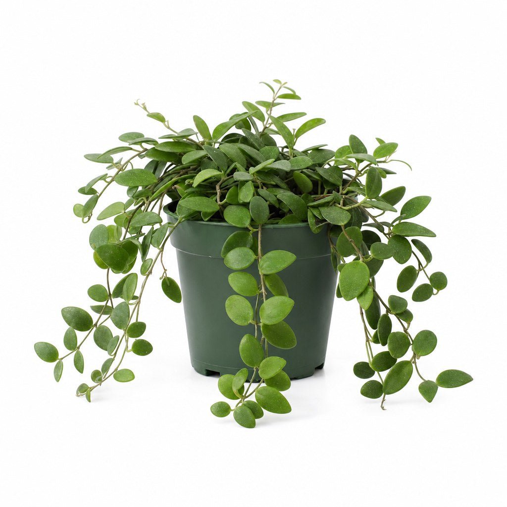 Hoya Skinneriana - Live Indoor Plant - live indoor plant - Whats New Furniture Portland OR