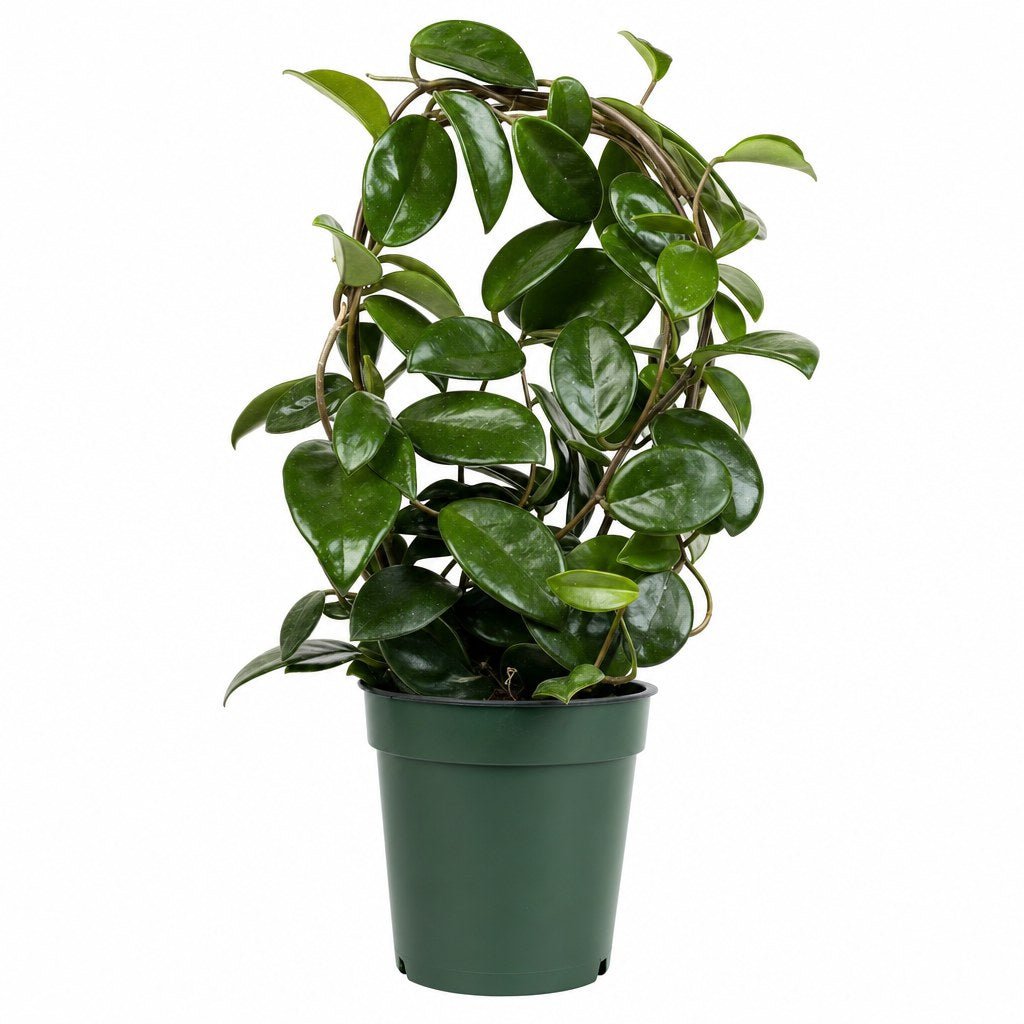 Hoya Wax Flower - Live Indoor Plant - live indoor plant - Whats New Furniture Portland OR