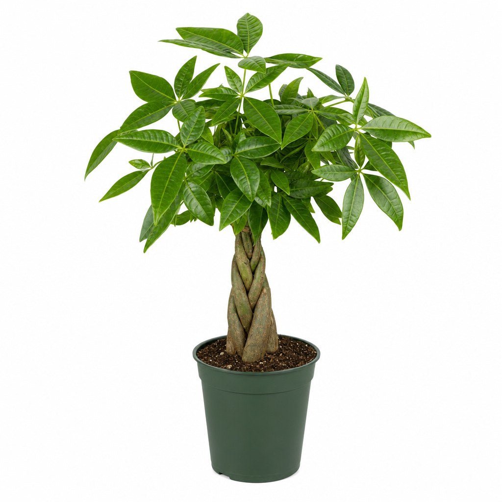 Money Tree - Live Indoor Plant - live indoor plant - Whats New Furniture Portland OR