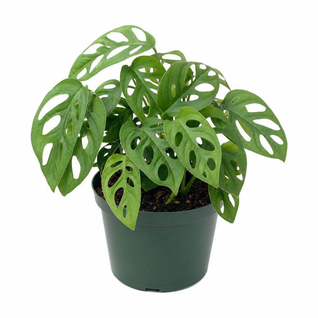 Monstera Adansonii (Swiss Cheese Plant) - Live Indoor Plant - live indoor plant - Whats New Furniture Portland OR