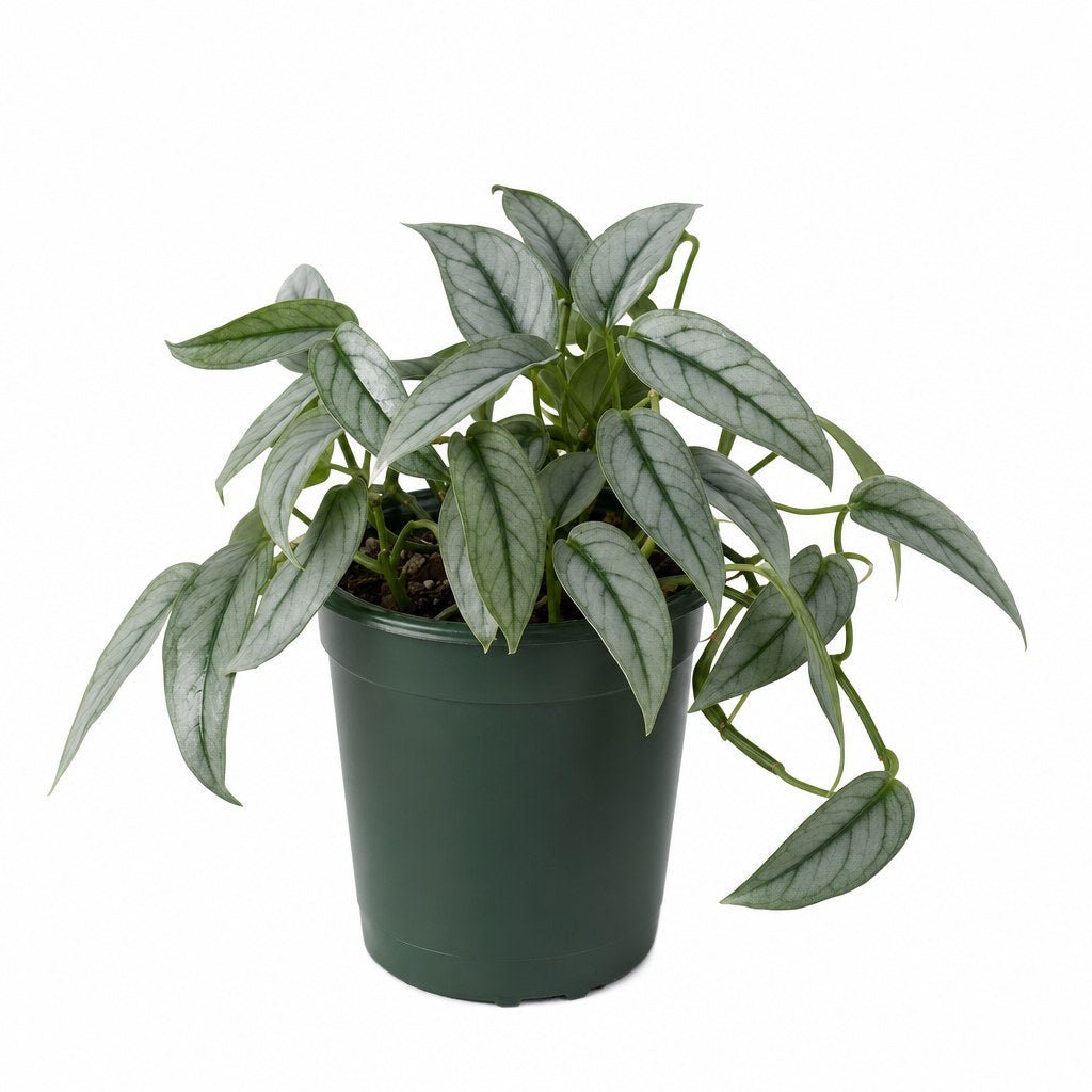 Monstera Siltepecana - Live Indoor Plant - live indoor plant - Whats New Furniture Portland OR