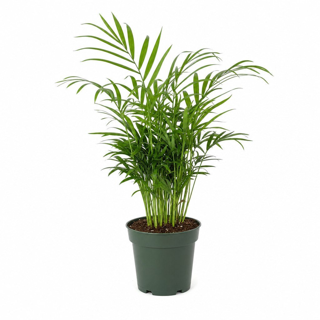 Parlor Palm - Live Indoor Plant - live indoor plant - Whats New Furniture Portland OR