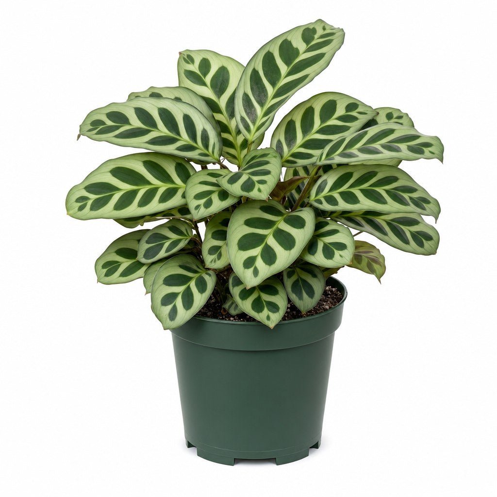 Peacock Calathea - Live Indoor Plant - live indoor plant - Whats New Furniture Portland OR