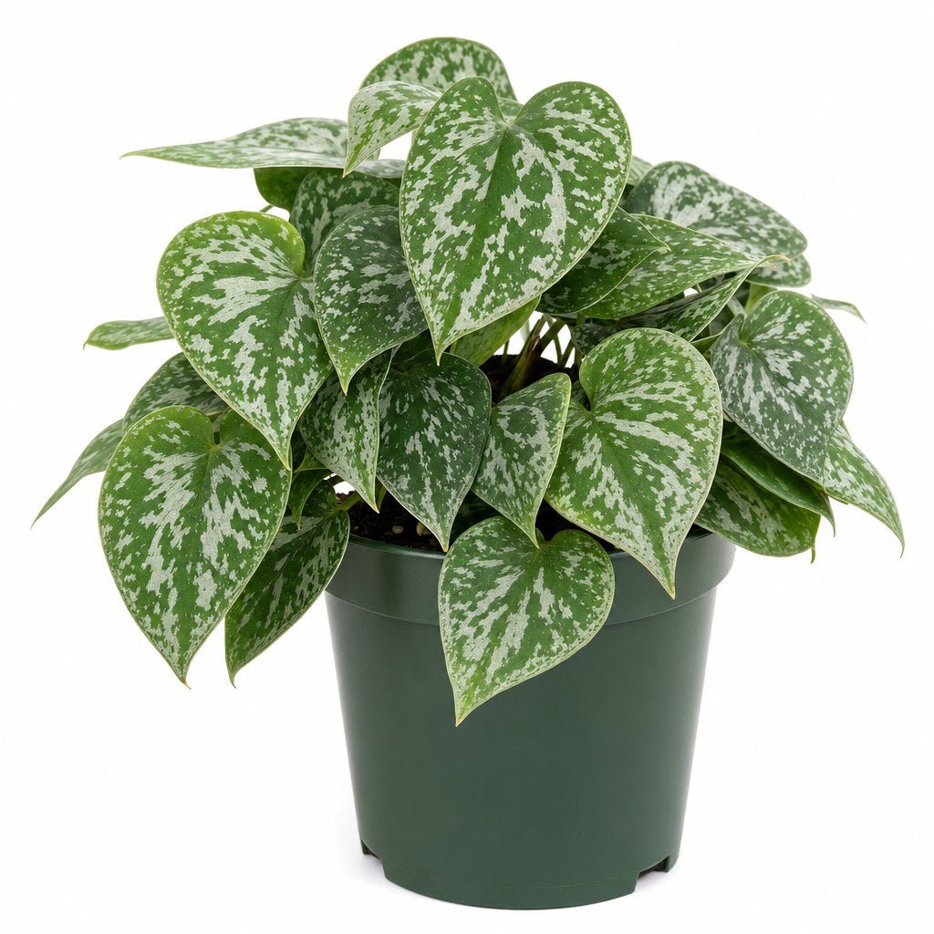 Philodendron Brandtianum - Live Indoor Plant - live indoor plant - Whats New Furniture Portland OR