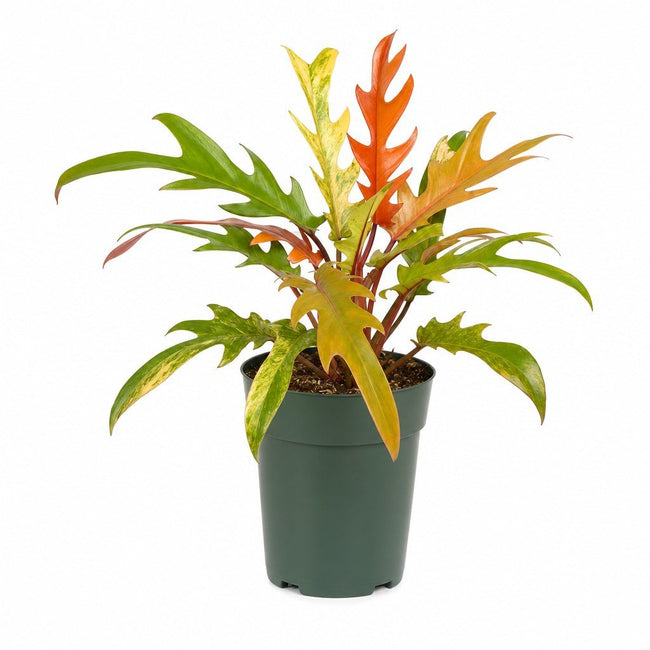 Philodendron 'Ring of Fire' - Live Indoor Plant - live indoor plant - Whats New Furniture Portland OR
