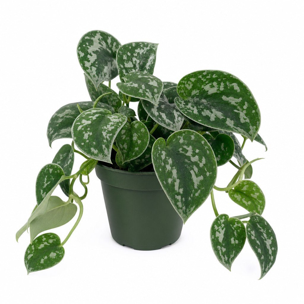 Scindapsus 'Exotica' - Live Indoor Plant - live indoor plant - Whats New Furniture Portland OR