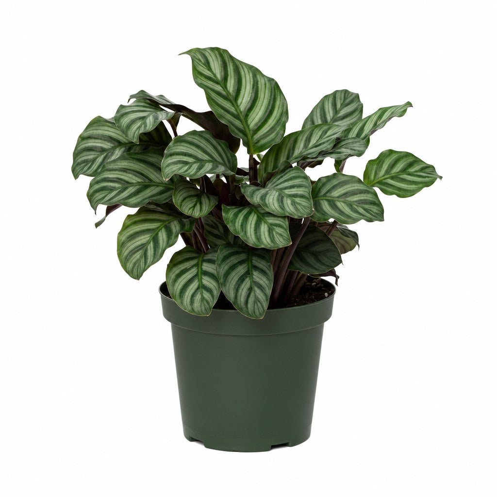Seersucker Plant - Live Indoor Plant - live indoor plant - Whats New Furniture Portland OR