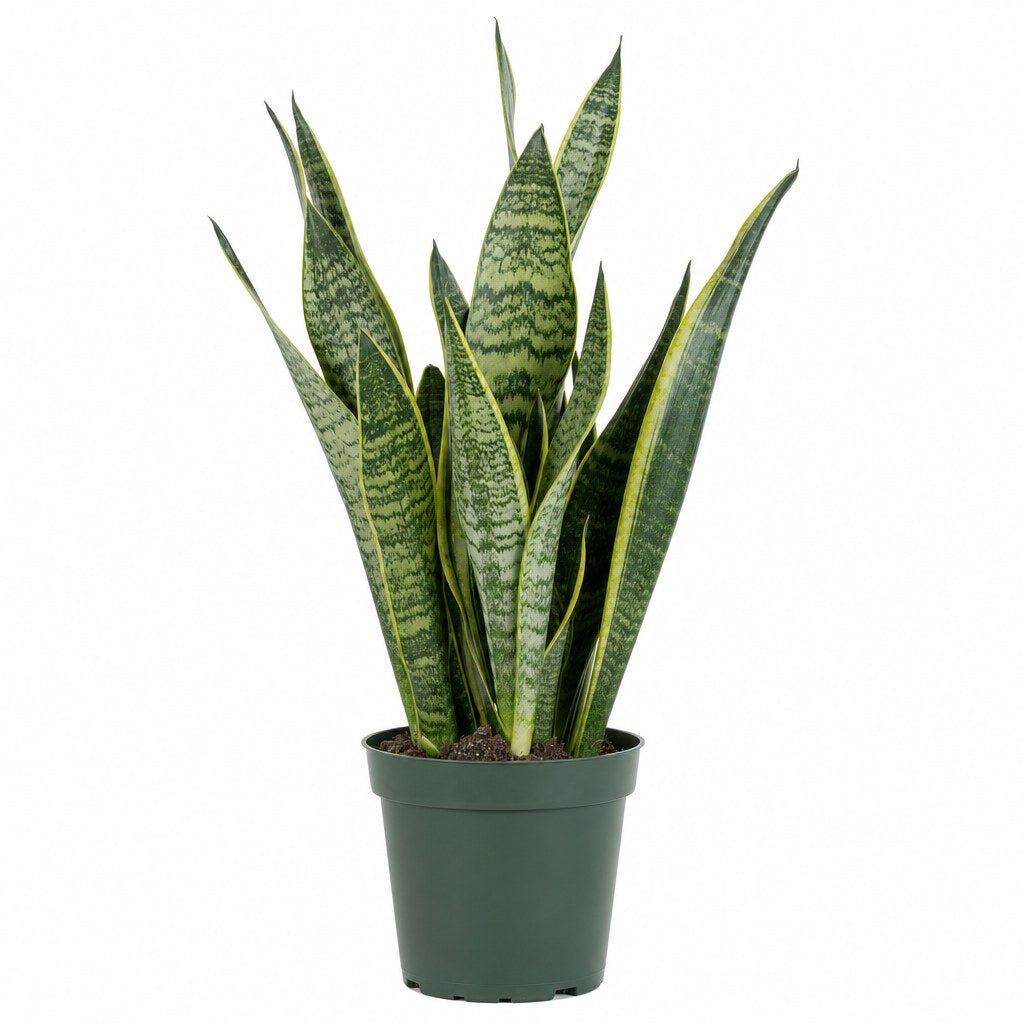 Snake Plant - Live Indoor Plant - live indoor plant - Whats New Furniture Portland OR