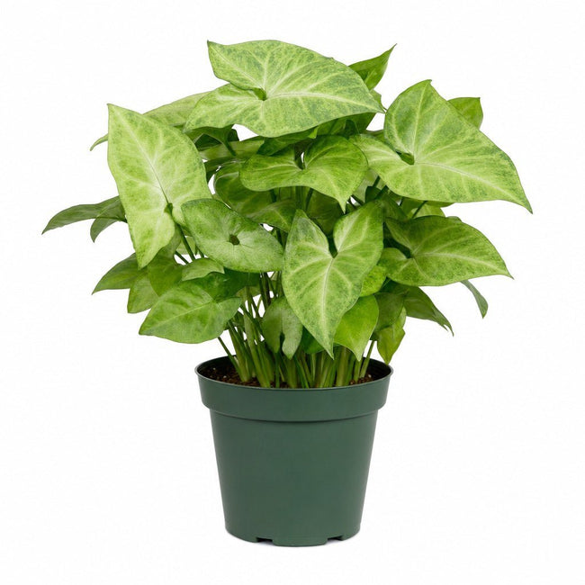 Syngonium (Arrowhead Plant) - Live Indoor Plant - live indoor plant - Whats New Furniture Portland OR