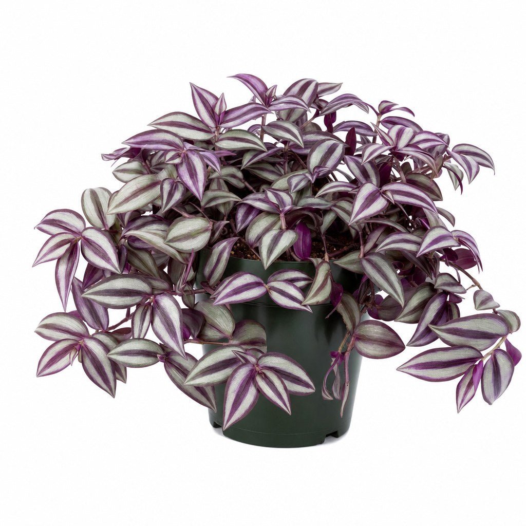Tradescantia - Live Indoor Plant - live indoor plant - Whats New Furniture Portland OR