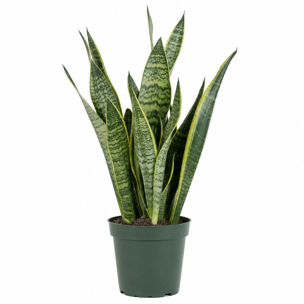 Snake Plant - Live Indoor Plant - live indoor plant - Whats New Furniture Portland OR