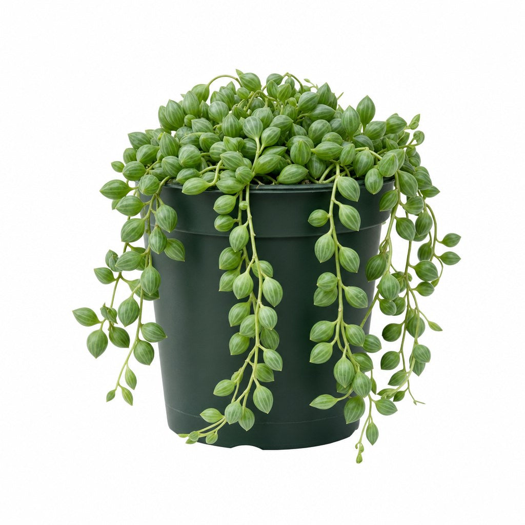 String of Raindrops - Live Indoor Plant - live indoor plant - Whats New Furniture Portland OR