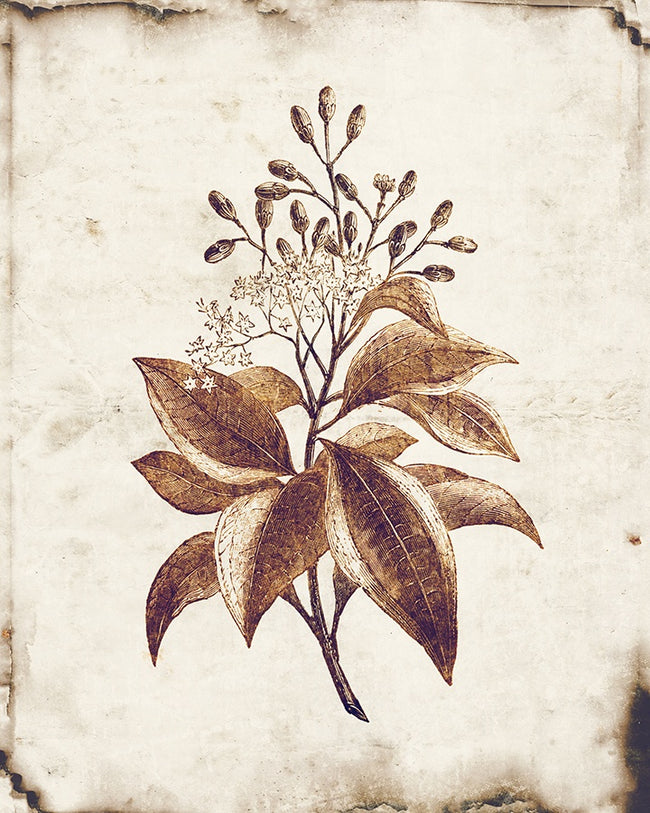 Monochromatic Plants I Glass Framed Wall Art, 24" x 30" by Studio Select Art - product view - Whats New Furniture Portland OR