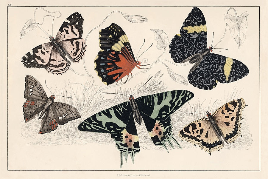 Wings of Wonder Glass Framed Wall Art, 36" x 24" by Studio Select Art - product view - Whats New Furniture Portland OR