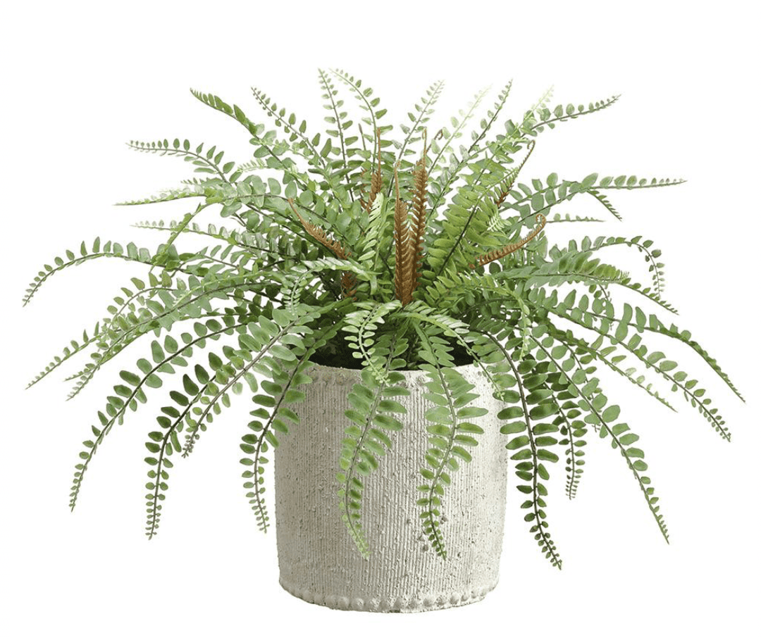 Sword Fern in Cement Container in cement - faux sword fern in cement pot - Whats New Furniture Portland OR