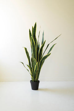 Tall Faux Mother-In-Law Tongue in Pot — What&
