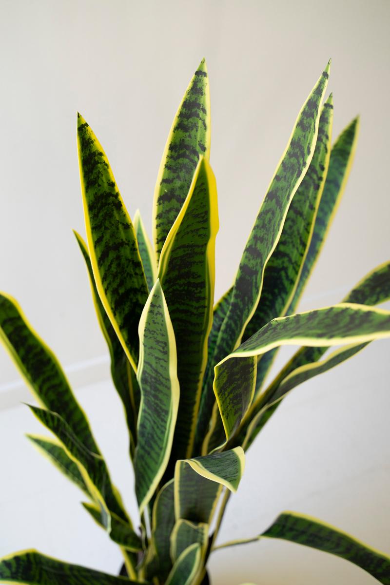 Tall Faux Mother-In-Law Tongue in Pot — view 2