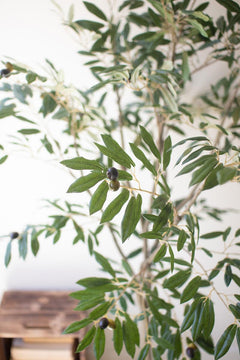 Tall Faux Olive Tree in Pot — view 4