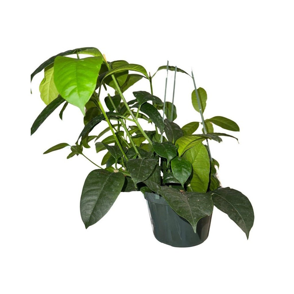 where can i buy peace lily plants Spathiphyllum Flower Bunch Peace Lily with Pot Cover, 6