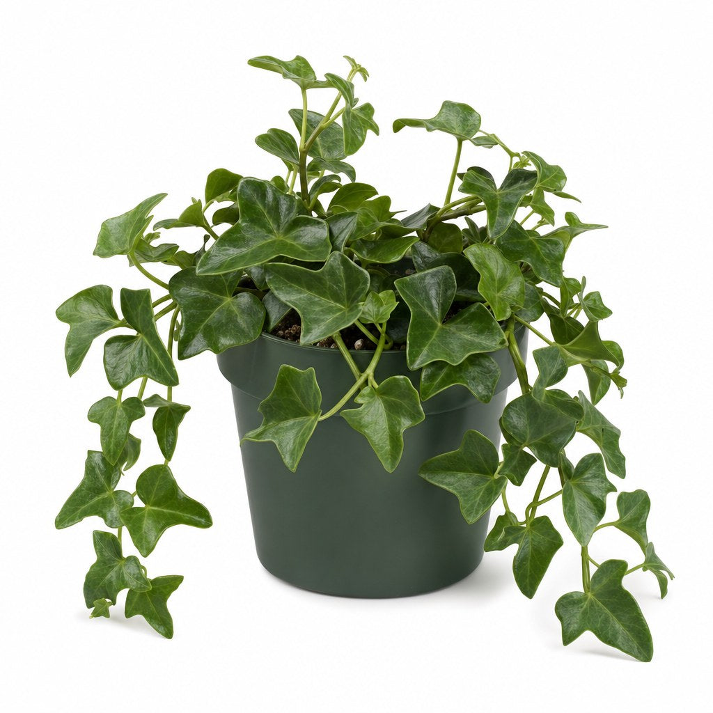 Wax Ivy - Live Indoor Plant - live indoor plant - Whats New Furniture Portland OR