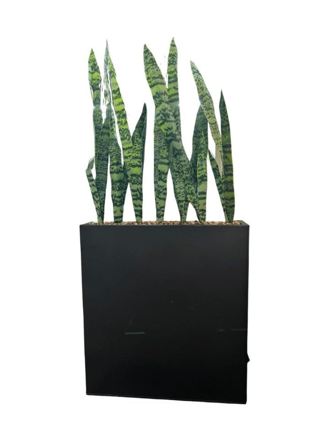 Faux Mother Tongue Plant - What's New Furniture Portland Oregon