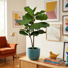 Fiddle Fig Tree - Lifestyle - What&