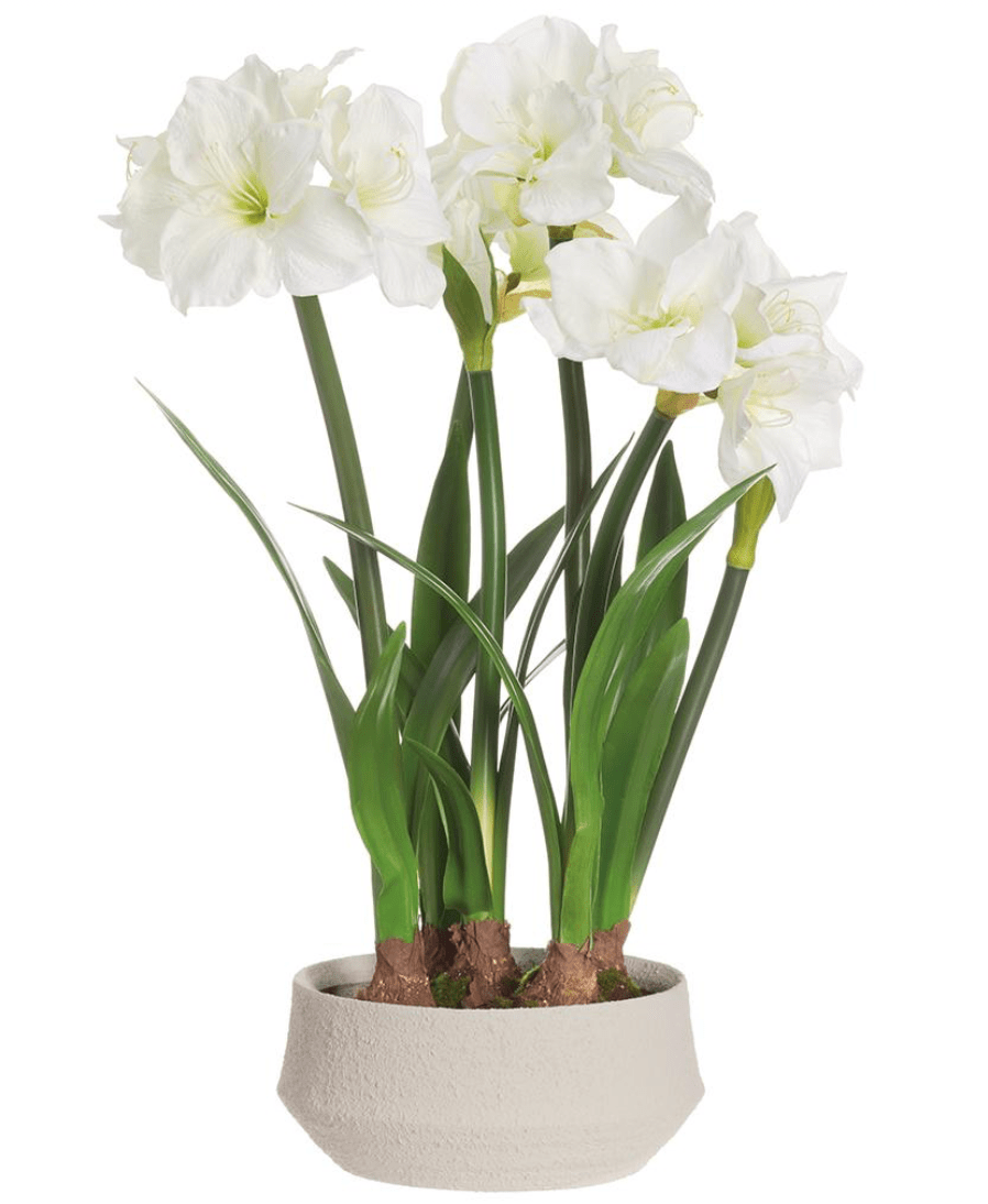 Amaryllis W-Bulb in Terra Cotta Planter in White Terra Cotta - white amaryllis planter - Whats New Furniture Portland OR