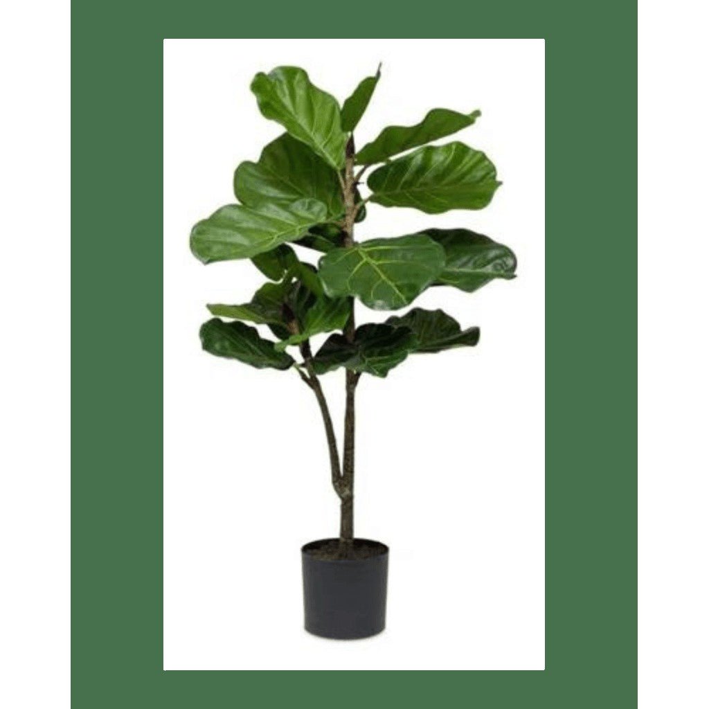 Fiddle Fig Tree - What's New Furniture Portland Oregon
