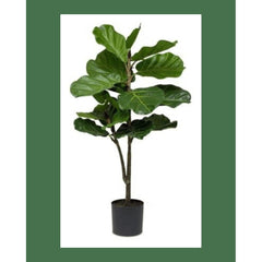 Fiddle Fig Tree - What&