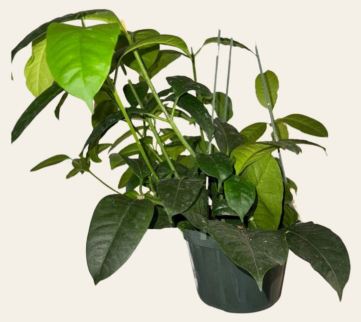 Hoya Multiflora - Live Indoor Plant - live indoor plant - Whats New Furniture Portland OR