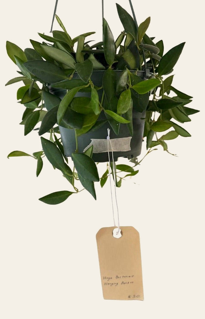 Hoya Burtoniae - Live Plant - live indoor plant - Whats New Furniture Portland OR