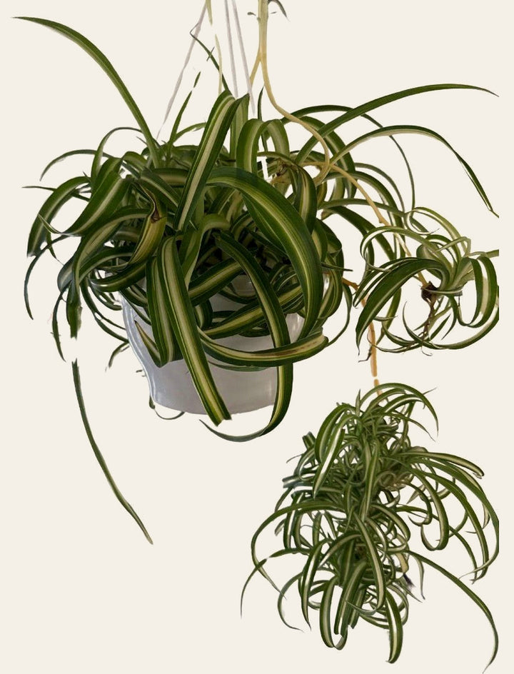 Curly Spider Plant - Live Indoor Plant - live indoor plant - Whats New Furniture Portland OR