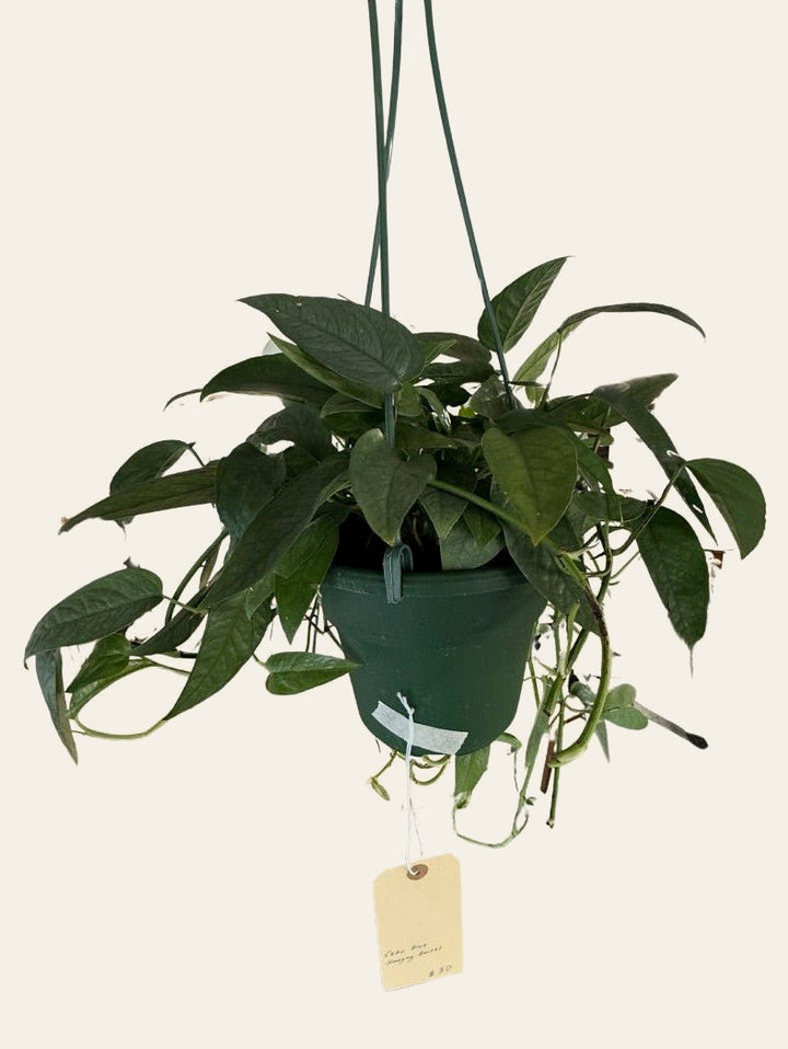 Cebu Blue Pothos - Live Indoor Plant - live indoor plant - Whats New Furniture Portland OR