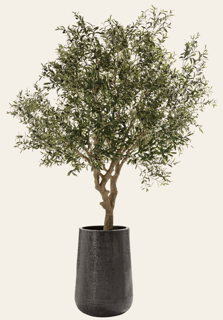 Olive Tree in Aluminum Planter - What's New Furniture Portland Oregon