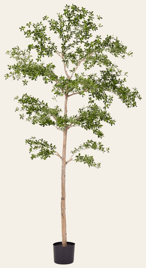 Shady Lady Tree with Shapeable Trunk in Pot - side angle - mid-century modern decor - Whats New Furniture Portland OR