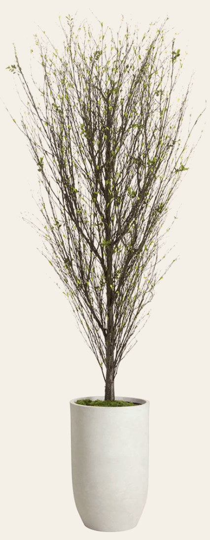 Mini Leaf Twig Tree in Cement Pot - What's New Furniture Portland Oregon
