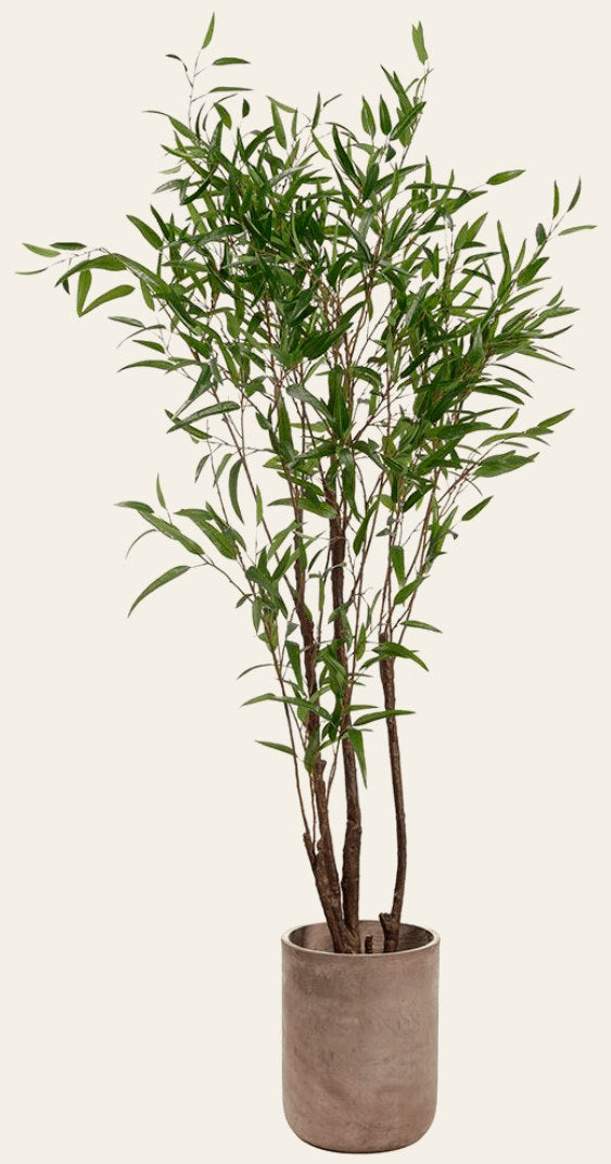 Bamboo Tree in Cement Planter - What's New Furniture Portland Oregon
