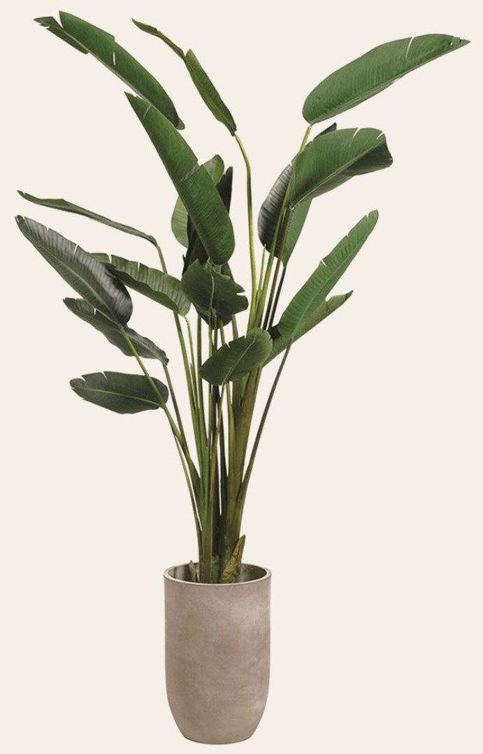 Birds of Paradise in Cement Planter - What's New Furniture Portland Oregon