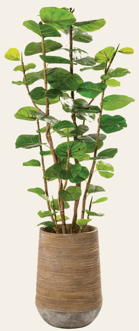 Seagrape in Cement Planter - What's New Furniture Portland Oregon