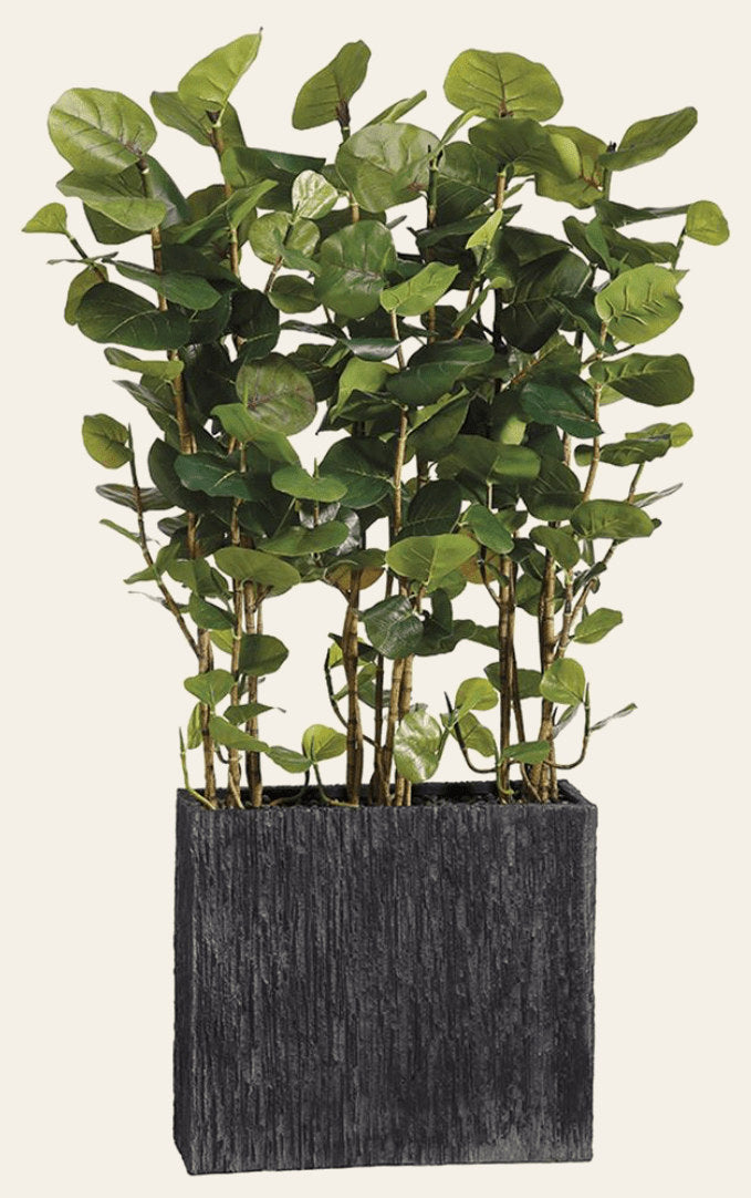 Sea Grape Wall Divider in Rectangular Container - What's New Furniture Portland Oregon