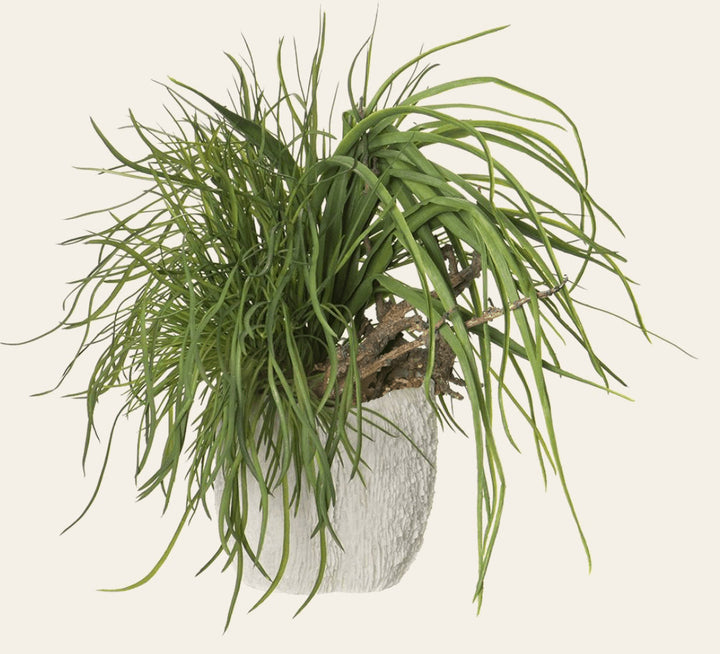 Mixed Grass/Driftwood in Coral Vase in Green Coral - faux mixed grass arrangement - Whats New Furniture Portland OR