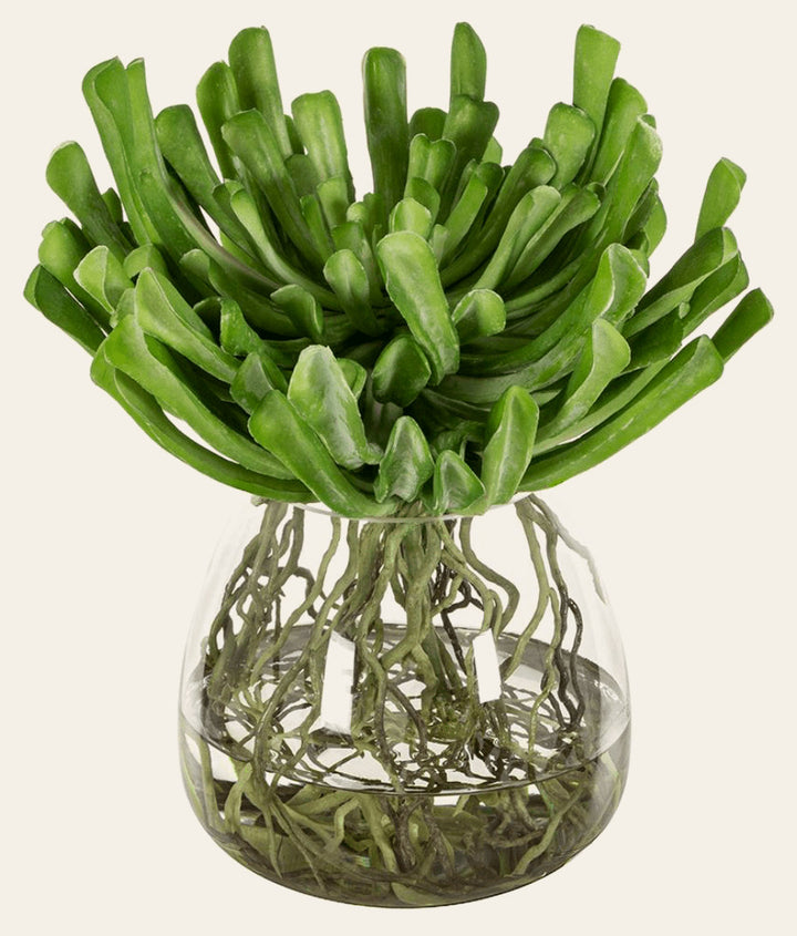 Echeveria w/Roots in Glass Vase in Green Glass - faux echeveria in glass vase - Whats New Furniture Portland OR