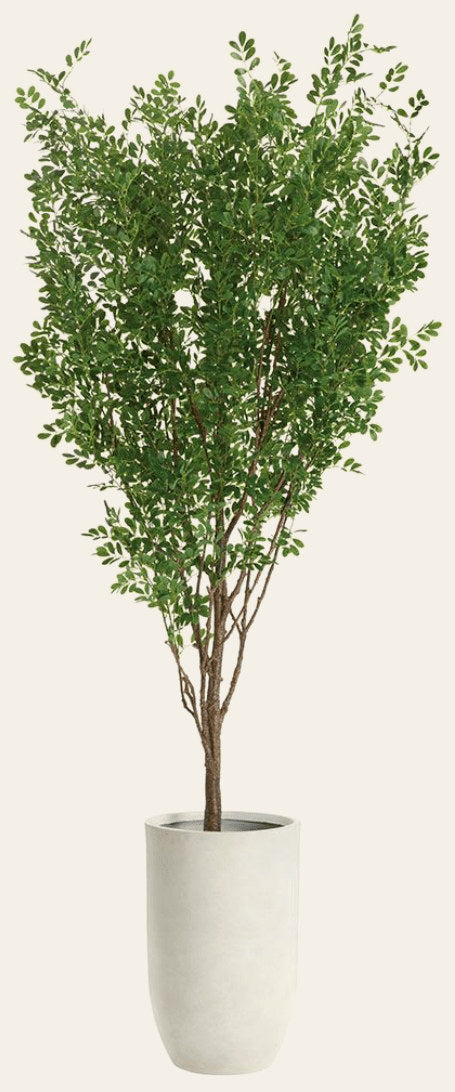 Cinamomo Tree in Cement - What's New Furniture Portland Oregon