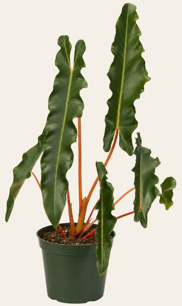 Philodendron Billietiae - Live Indoor Plant - live indoor plant - Whats New Furniture Portland OR