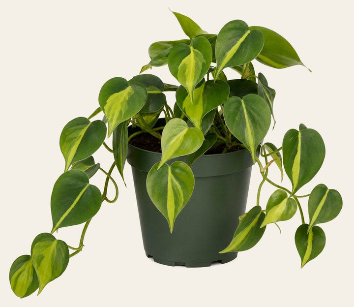 Philodendron Brasil - Live Indoor Plant - live indoor plant - Whats New Furniture Portland OR
