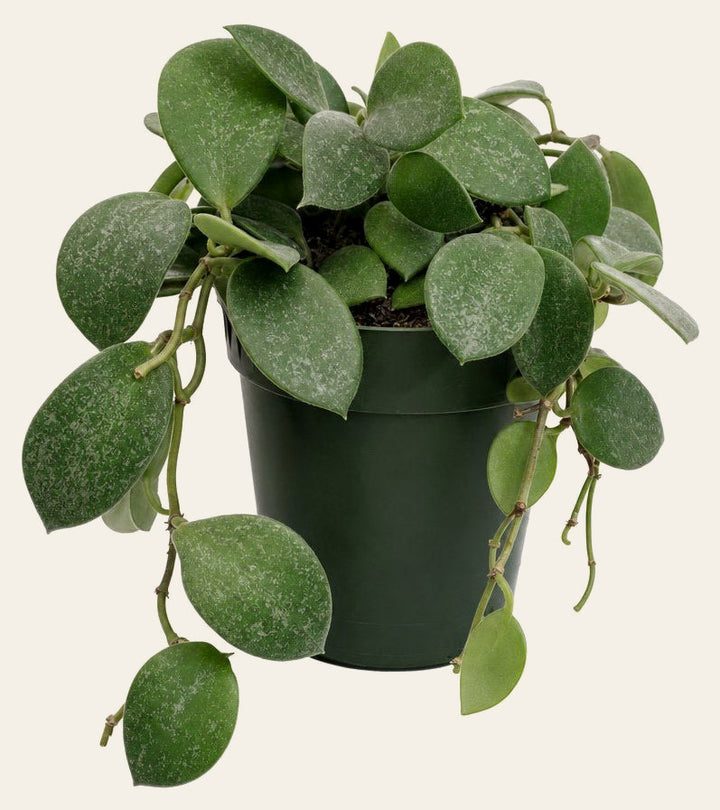 Hoya Crassipetiolata - Live Indoor Plant - live indoor plant - Whats New Furniture Portland OR