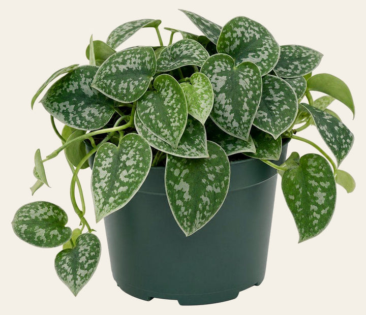 Satin Pothos - Live Indoor Plant - live indoor plant - Whats New Furniture Portland OR
