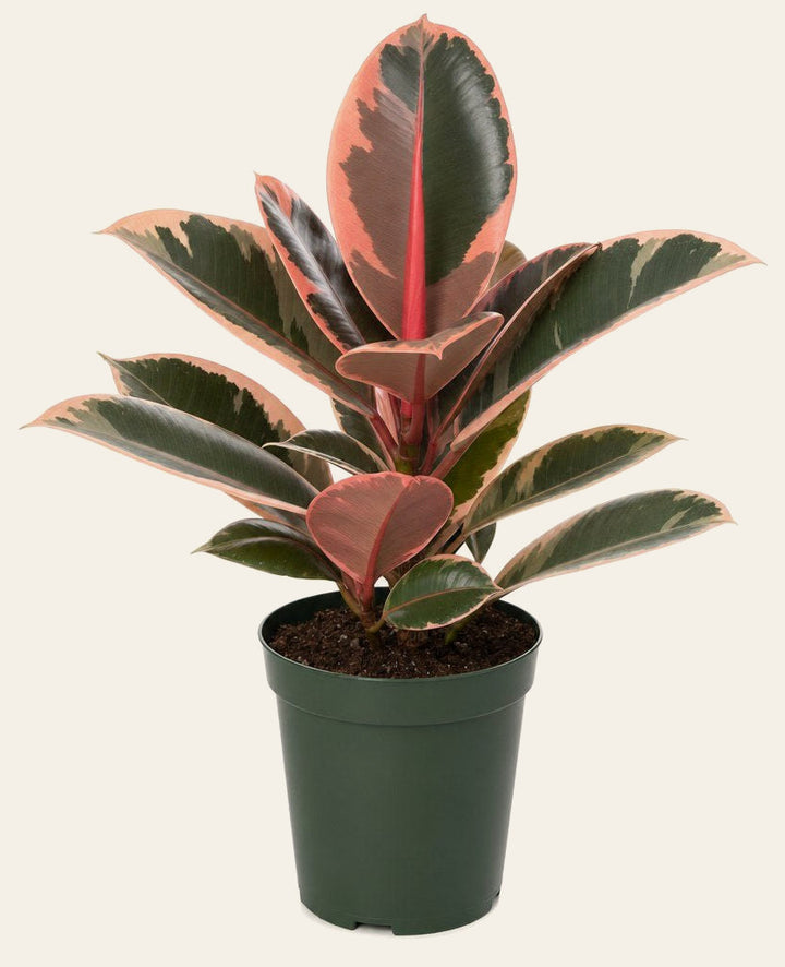 Ruby Rubber Tree - Live Indoor Plant - live indoor plant - Whats New Furniture Portland OR