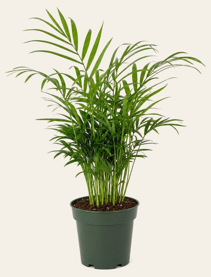 Parlor Palm - Live Indoor Plant - live indoor plant - Whats New Furniture Portland OR